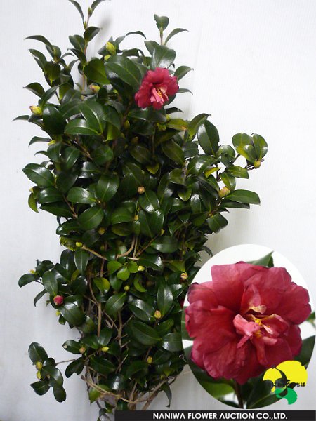 Camellia japonica Hiryu.jpg